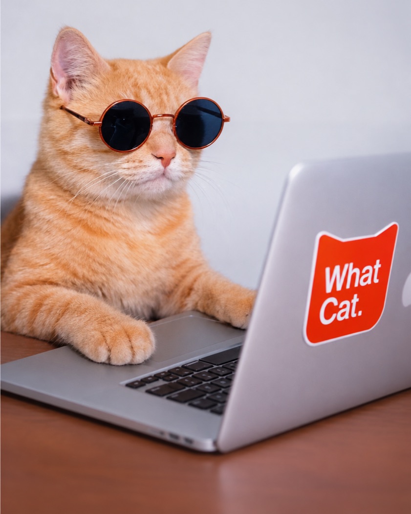 A cat in sunglasses at a laptop: artwork by WhatCat. Studio