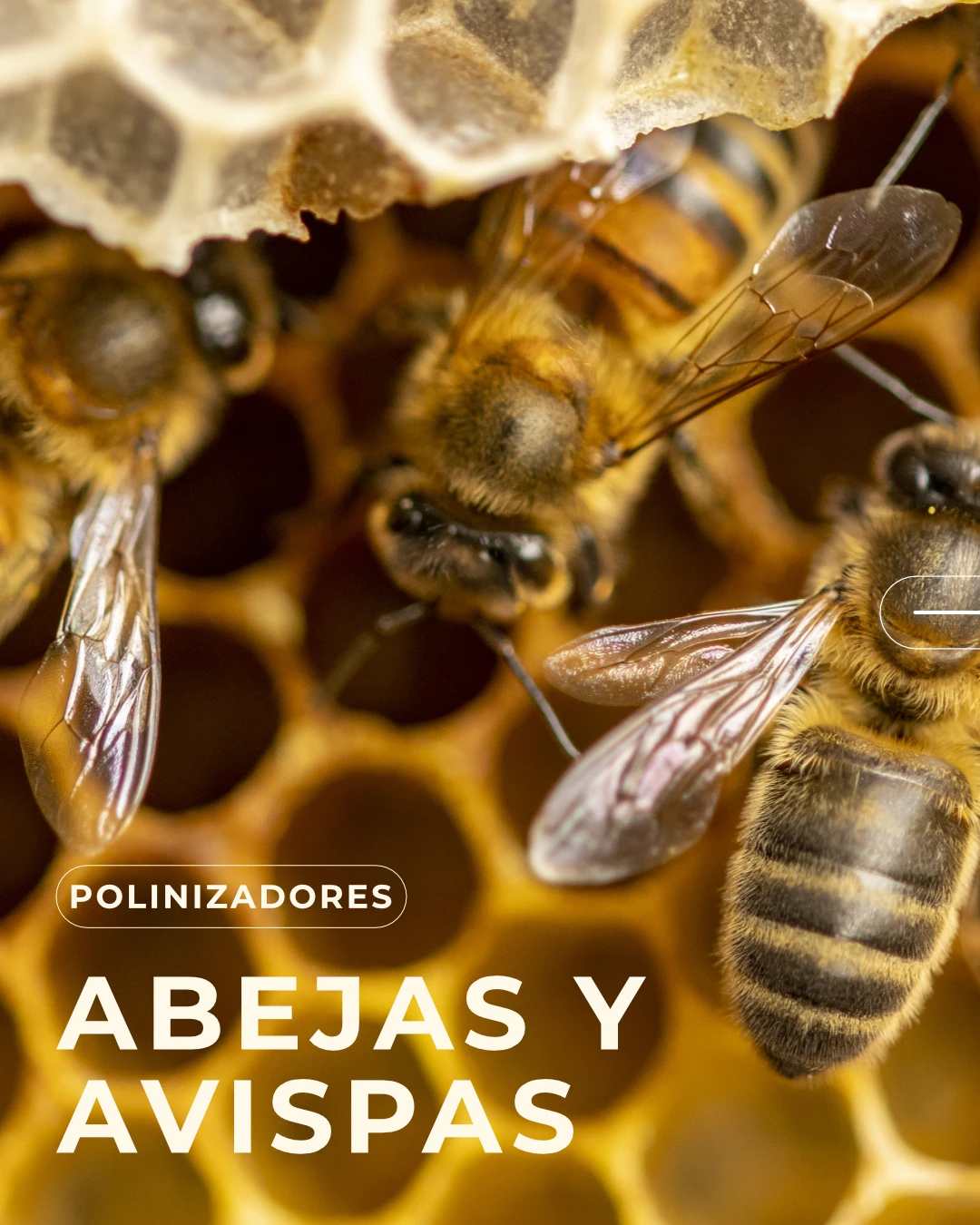 Pollinators in the city.