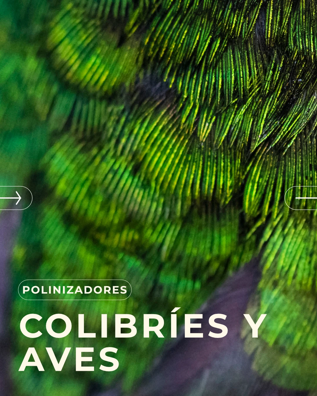 Pollinator carousel, image 3